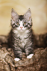 Maine Coon Kitten