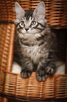 Maine Coon Kitten