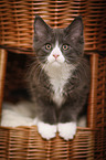 Maine Coon Kitten