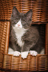 Maine Coon Kitten