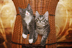 2 Maine Coon Kitten