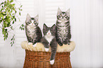 3 Maine Coon Kitten