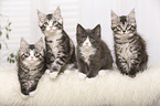 4 Maine Coon Kitten