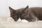 sleeping Maine Coon Kitten