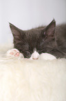 sleeping Maine Coon Kitten