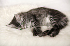 sleeping Maine Coon Kitten