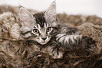 Maine Coon Kitten