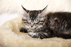 sleeping Maine Coon Kitten