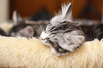 sleeping Maine Coon Kitten