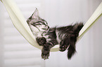 sleeping Maine Coon Kitten