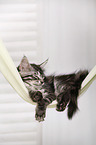 sleeping Maine Coon Kitten