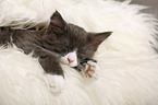 sleeping Maine Coon Kitten