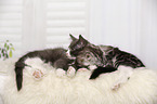 2 Maine Coon Kitten