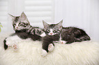 3 Maine Coon Kitten