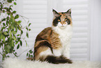 sitting Maine Coon