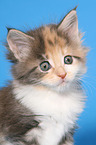 Maine Coon Kitten