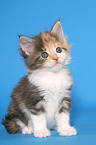 sitting Maine Coon Kitten