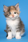 sitting Maine Coon Kitten