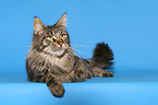 lying Maine Coon