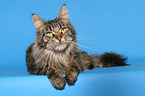 lying Maine Coon