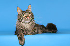 lying Maine Coon