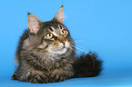 lying Maine Coon