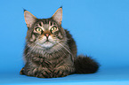 Maine Coon