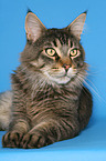 lying Maine Coon