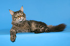 lying Maine Coon