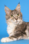 lying Maine Coon