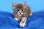 lying Maine Coon Kitten