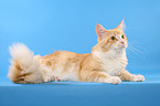 lying Maine Coon