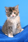 sitting Maine Coon Kitten