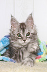 lying Maine Coon Kitten