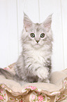 sitting Maine Coon Kitten