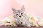 lying Maine Coon Kitten