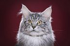 Maine Coon tomcat