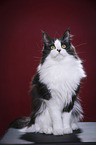 sitting Maine Coon