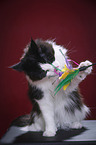 Maine Coon plays with feather waggler