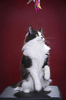 Maine Coon plays with feather waggler