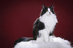 sitting Maine Coon