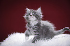 Maine Coon Kitten