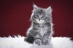 Maine Coon Kitten