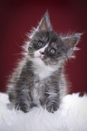 Maine Coon Kitten