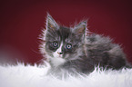 Maine Coon Kitten