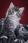 Maine Coon Kitten