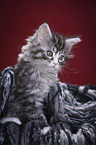 Maine Coon Kitten