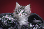 Maine Coon Kitten