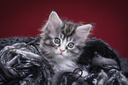 Maine Coon Kitten