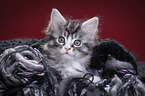 Maine Coon Kitten